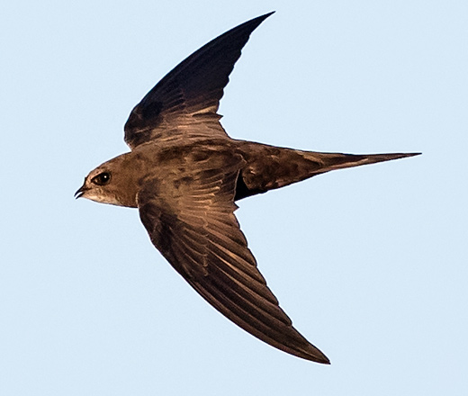 Common Swift